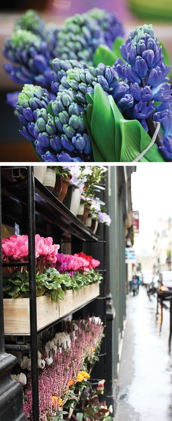 Paris-flower Paris-flower