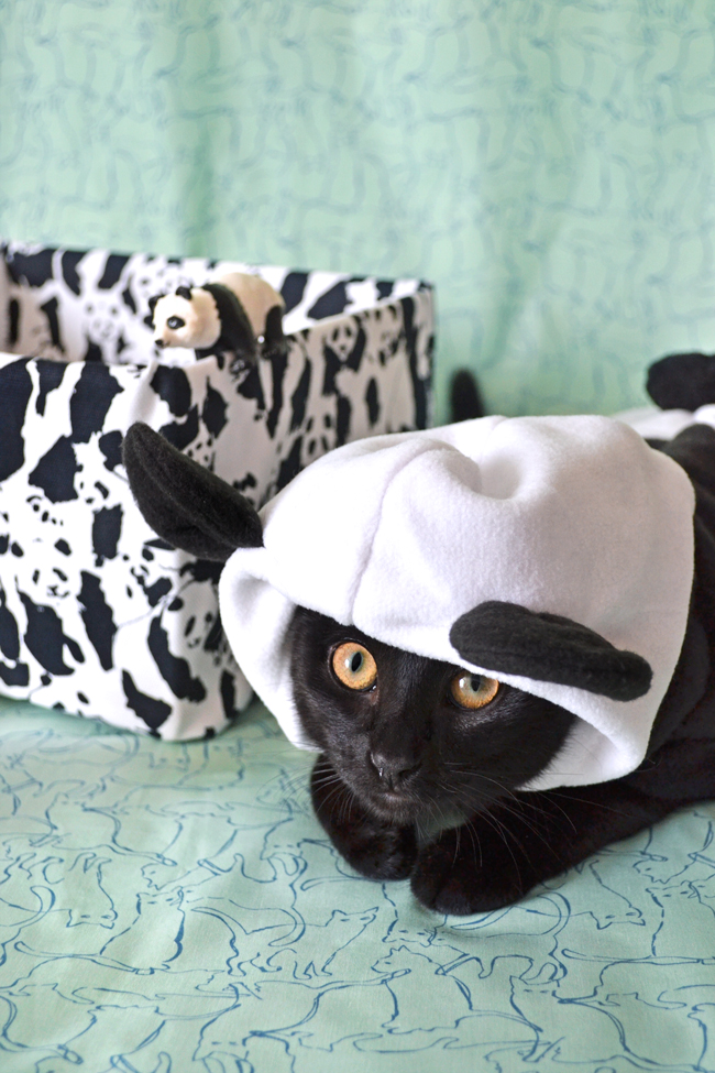 Furryamigo_web-1 Furryamigo_web-1